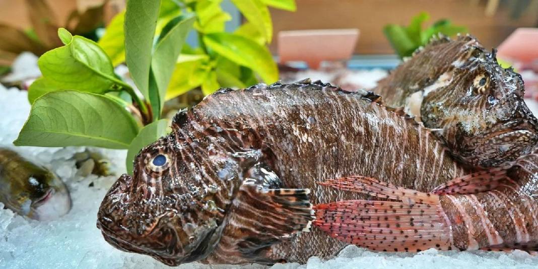 Tam protein bombası! Zıpkınla avlanıp, zahmetle temizleniyor: Kilosu 700 liraya yükseldi 1